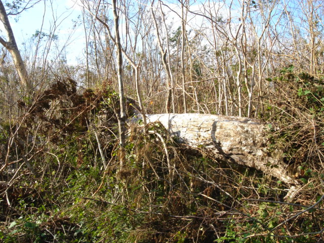 dsc00517.jpg